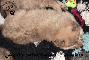 chiot eurasier